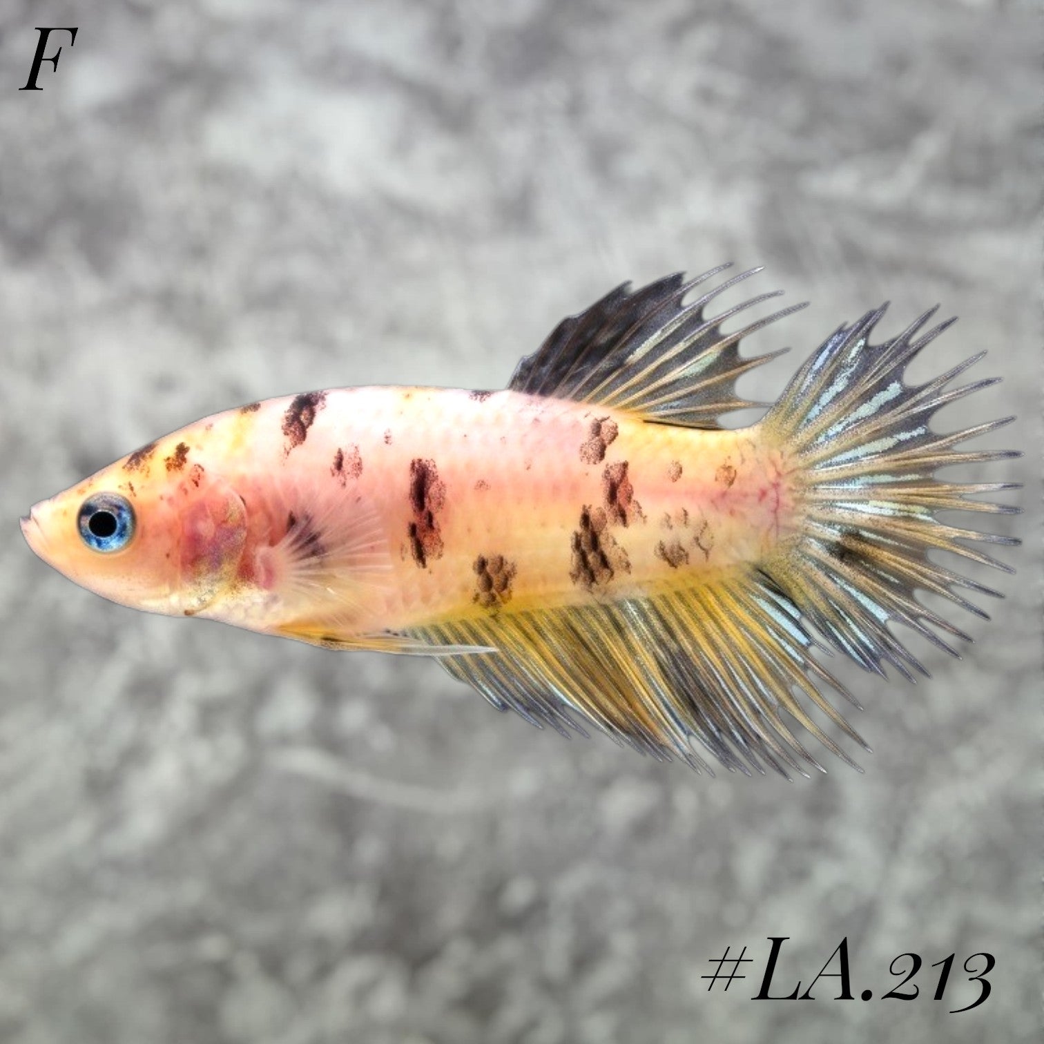 MULTICOLOR YELLOW TIGER GALAXY CROWNTAIL MALE #LA.213
