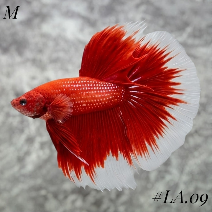RED BUTTERFLY HALFMOON MALE #LA.09