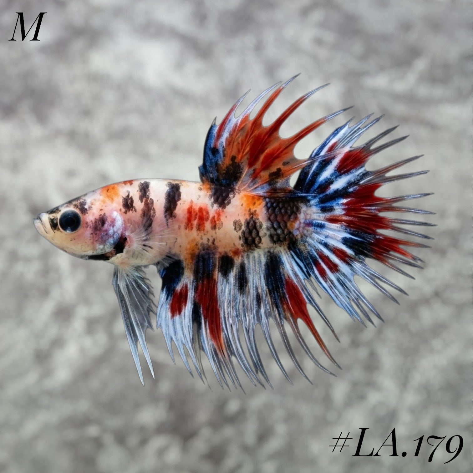 MULTICOLOR ORANGE NEMO BLUE RED GALAXY CROWNTAIL MALE #LA.179