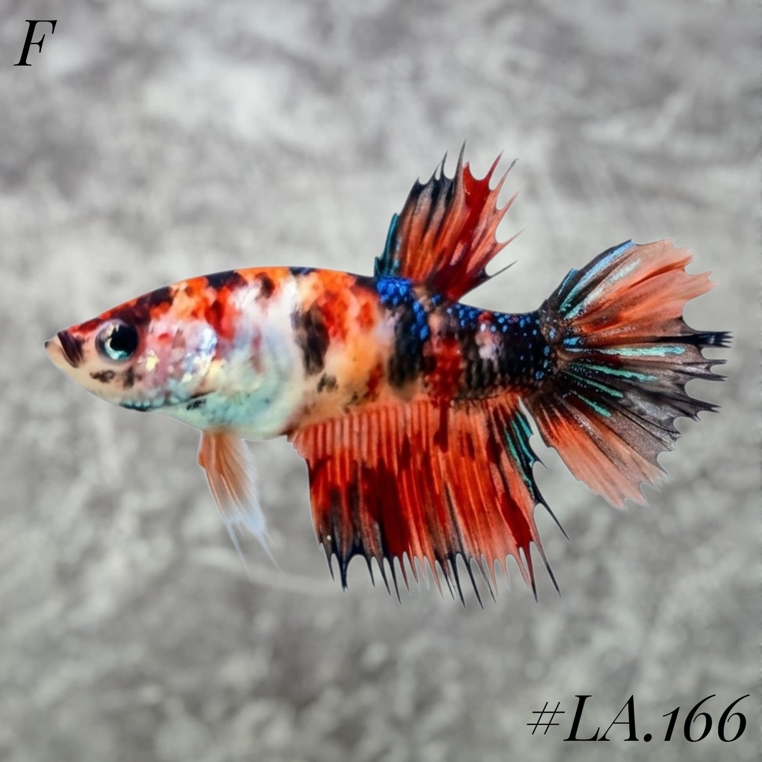 MULTICOLOR ORANGE BLACKTIGER NEMO GALAXY CROWNTAIL FEMALE #LA.166