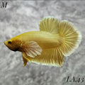 SOFT GOLD BUTTERFLY DUMBO EARS HMPK MALE #LA.43