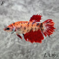 MULTICOLOR LEOPARD RED GALAXY CROWNTAIL FEMALE #LA.195