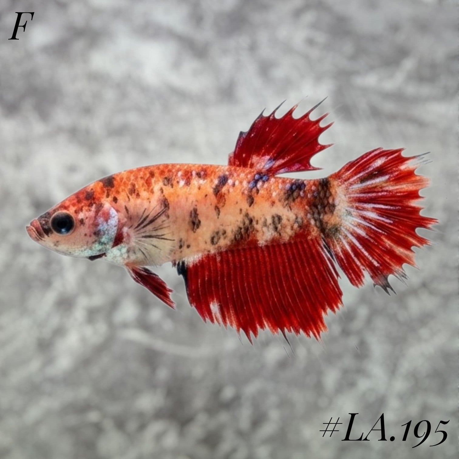 MULTICOLOR LEOPARD RED GALAXY CROWNTAIL FEMALE #LA.195