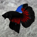 AVATAR BLACK VAMPIRE HALFMOON MALE #LA.51