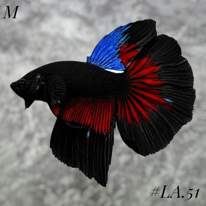 AVATAR BLACK VAMPIRE HALFMOON MALE #LA.51