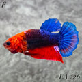 HELLBOY READ HEAD HMPK FEMALE #LA.226