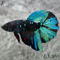 AVATAR TORQOUISE BLUESTAR GALAXY FULL EGG HALFMOON FEMALE #LA.300