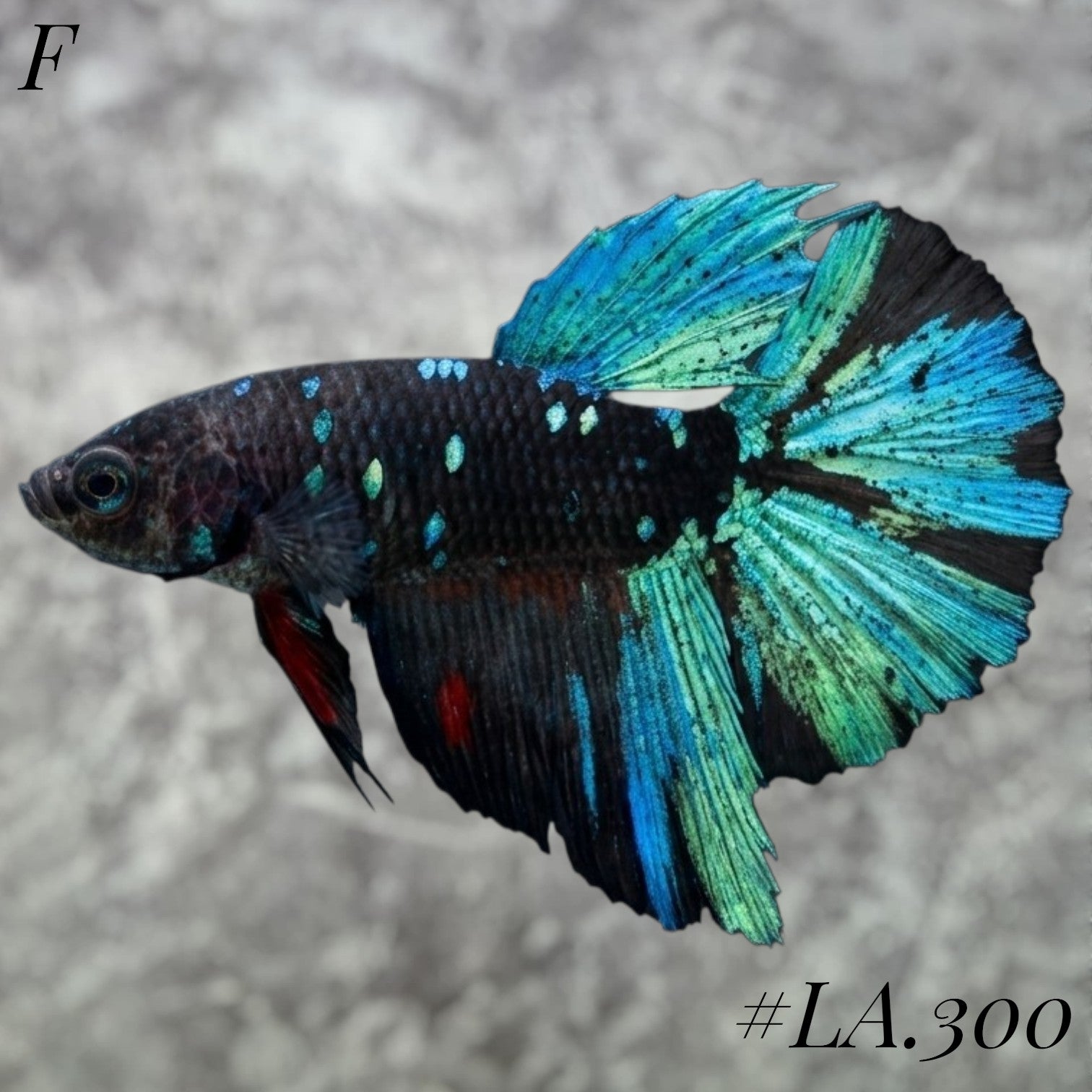 AVATAR TORQOUISE BLUESTAR GALAXY FULL EGG HALFMOON FEMALE #LA.300
