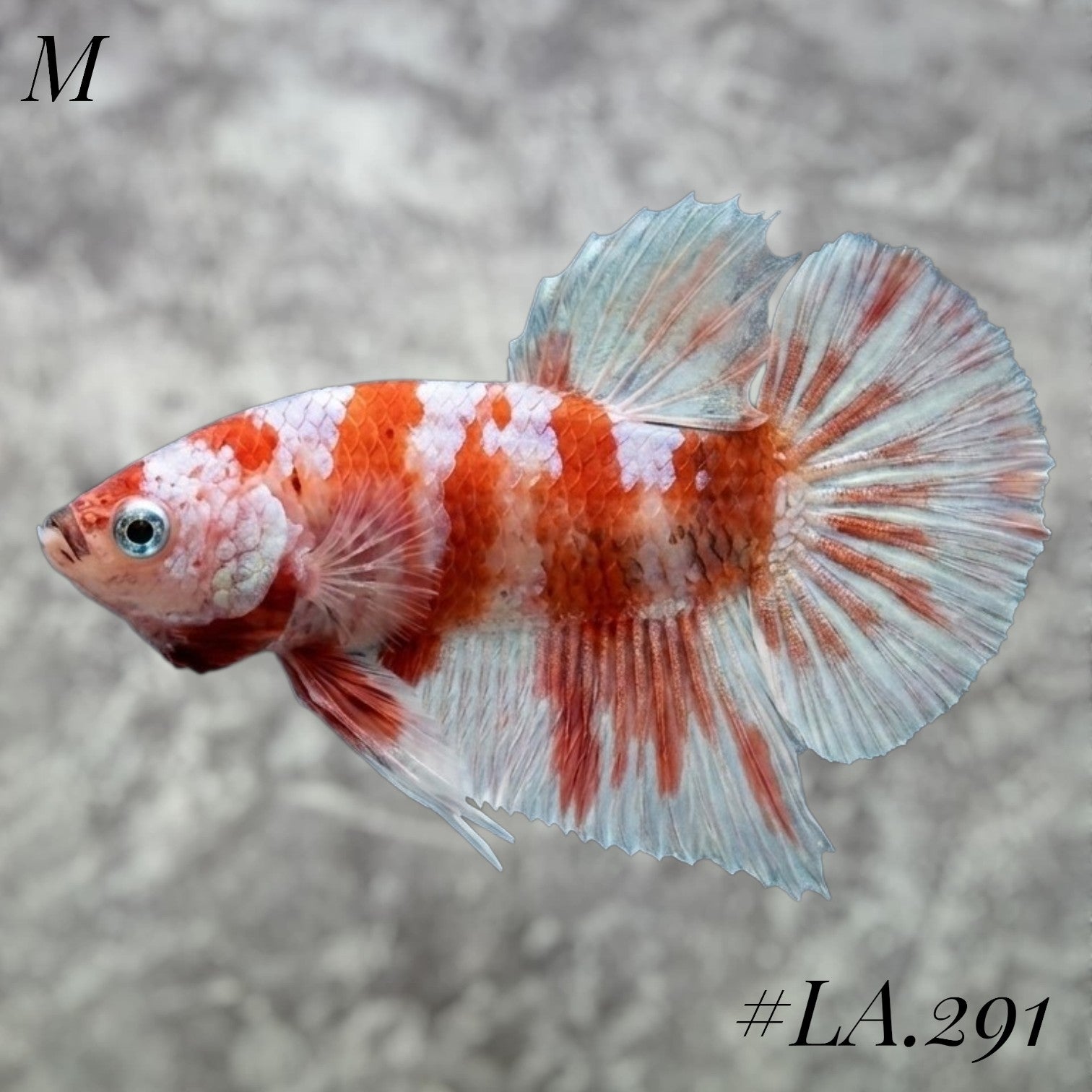 BARONGSAI PURPLE RED SHIMER GOLD GALAXY HMPK MALE #LA.291