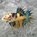 MULTICOLOR YELLOW BANANA NEMO GALAXY CROWNTAIL FEMALE  #LA.295