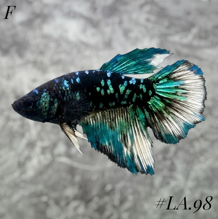 AVATAR BLACKSTAR TURQUOISE HALFMOON FEMALE #LA.98
