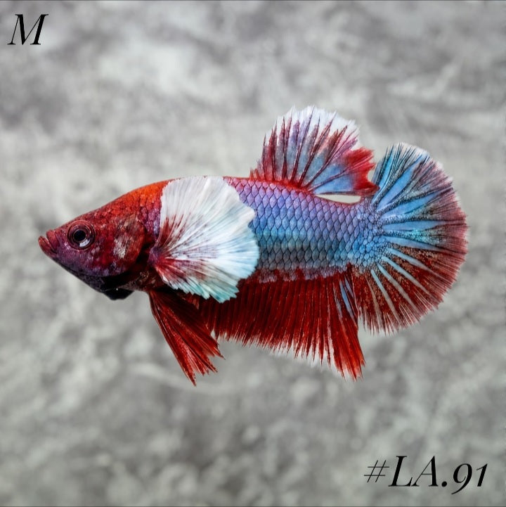 PURPLE LAVENDER BUTTERFLY DUMBO EARS HMPK MALE #LA.91