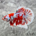 WHITE BARONGSAI RED PURPLE GALAXY SHIMER GOLD #LA.181