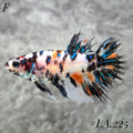 MULTICOLOR ORANGE TIGER GALAXY CROWNTAIL FEMALE #LA.225