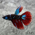 AVATAR BLACKSTAR VAMPIRE HALFMOON FEMALE #LA.05