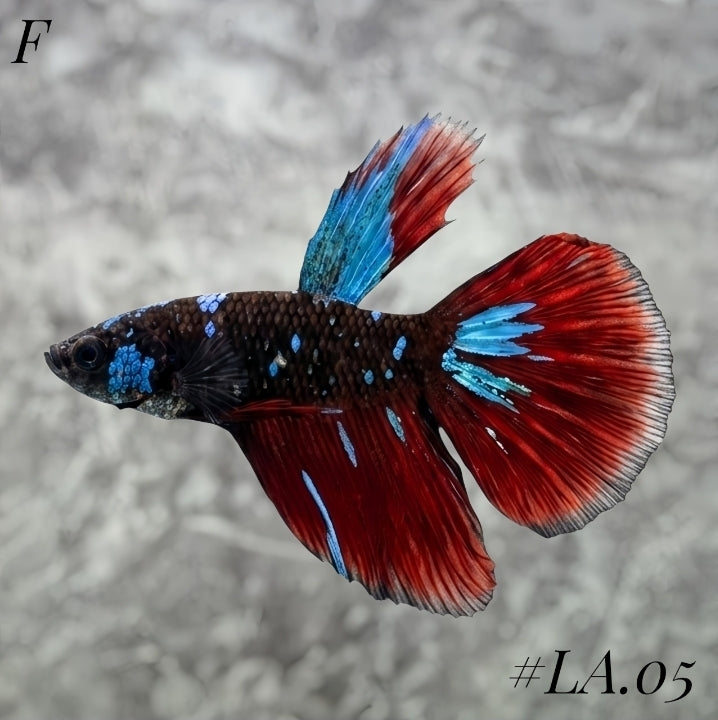 AVATAR BLACKSTAR VAMPIRE HALFMOON FEMALE #LA.05