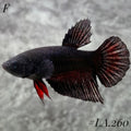 AVATAR BLACK VAMPIRE TAIL FULL EGG FEMALE #LA.260