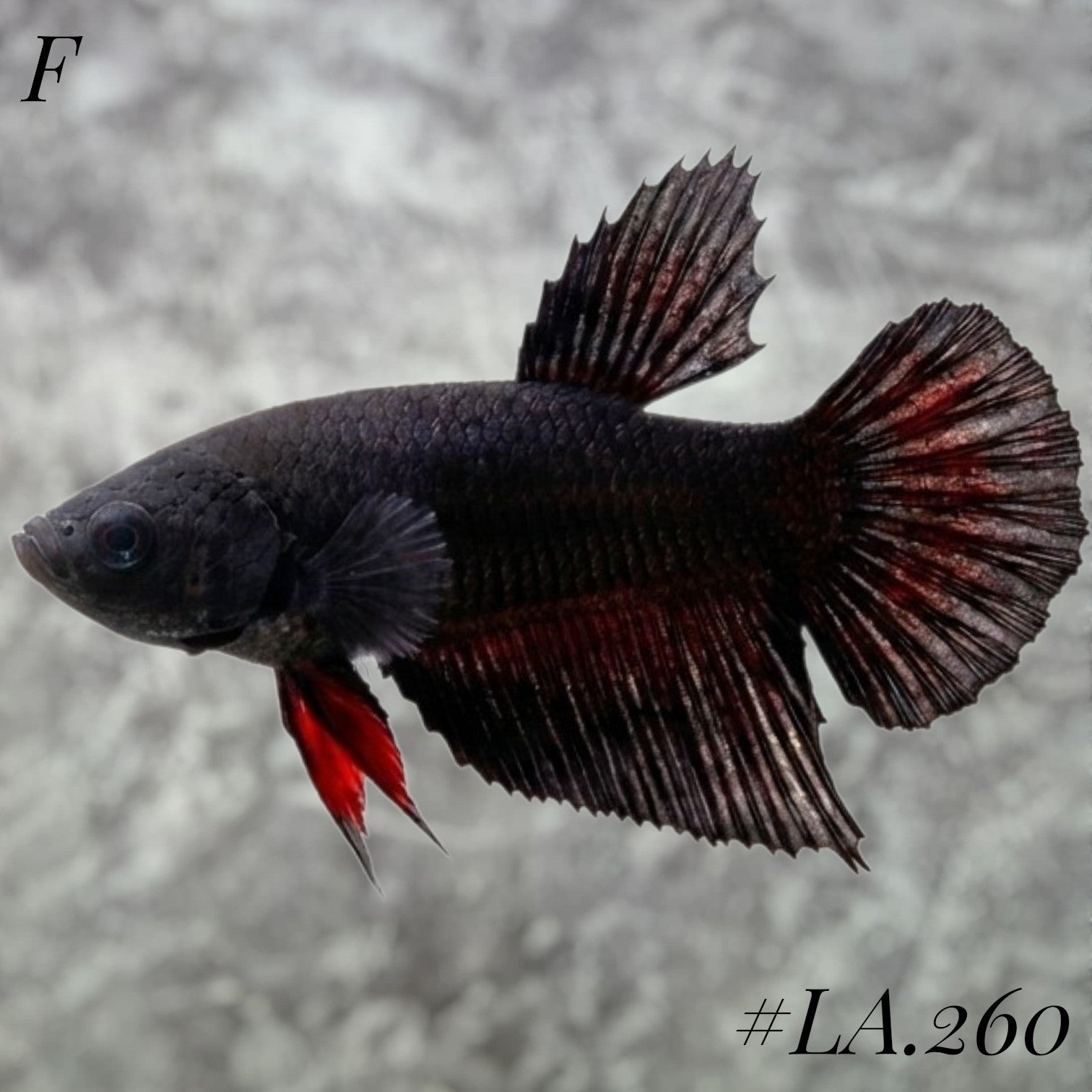 AVATAR BLACK VAMPIRE TAIL FULL EGG FEMALE #LA.260