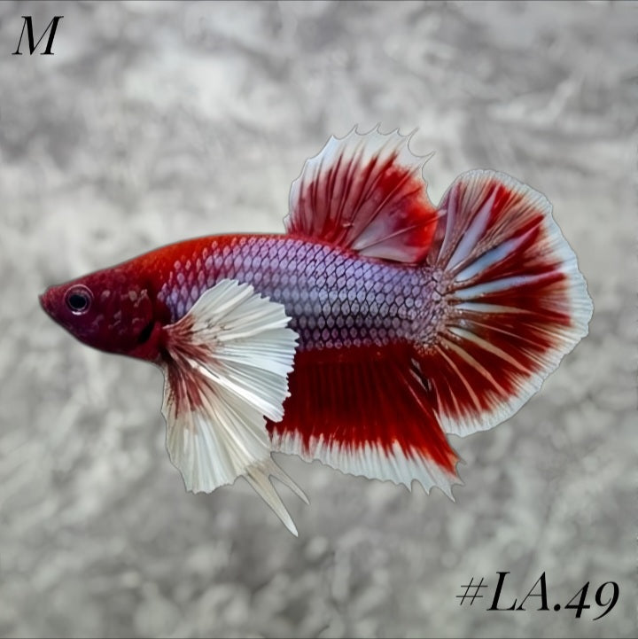 PURPLE LAVENDER BUTTERFLY DUMBO EARS HMPK MALE #LA.49