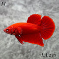 SOLID SUPER RED HMPK MALE #LA.230