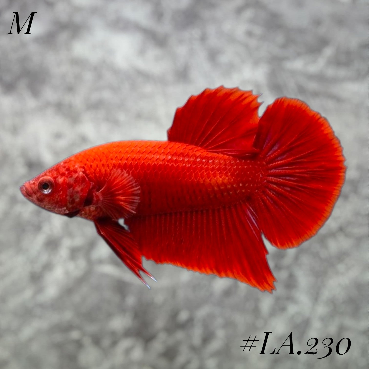 SOLID SUPER RED HMPK MALE #LA.230