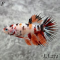 MULTICOLOR LEOPARD ORANGE GALAXY CROWNTAIL FEMALE #LA.274