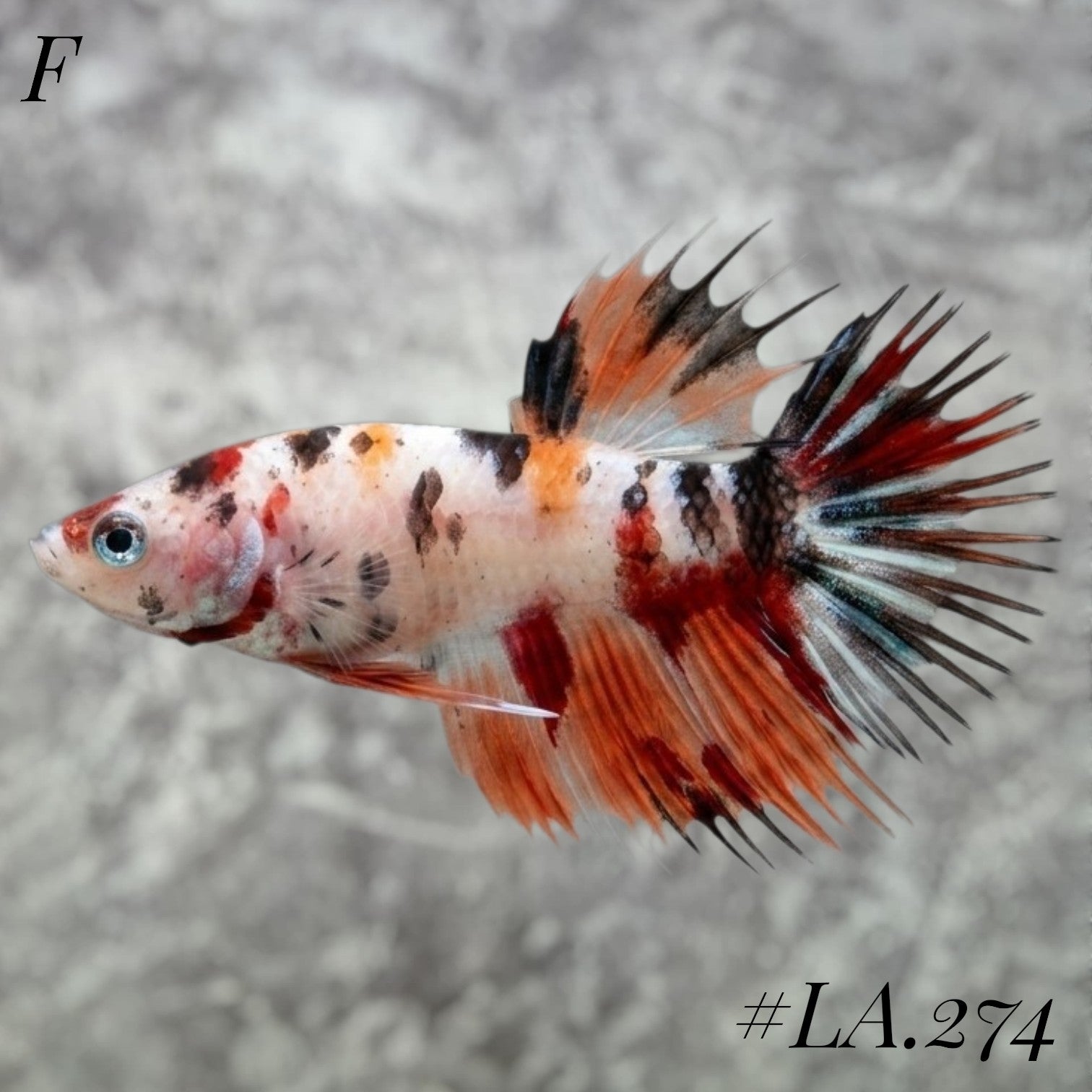 MULTICOLOR LEOPARD ORANGE GALAXY CROWNTAIL FEMALE #LA.274