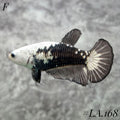 BLACK VENOM SAMURAI SNOW JEAD HMPK FEMALE #LA.168