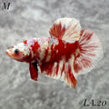 WHITE BARONGSAI PURPLE GALAXY HMPK MALE #LA.20