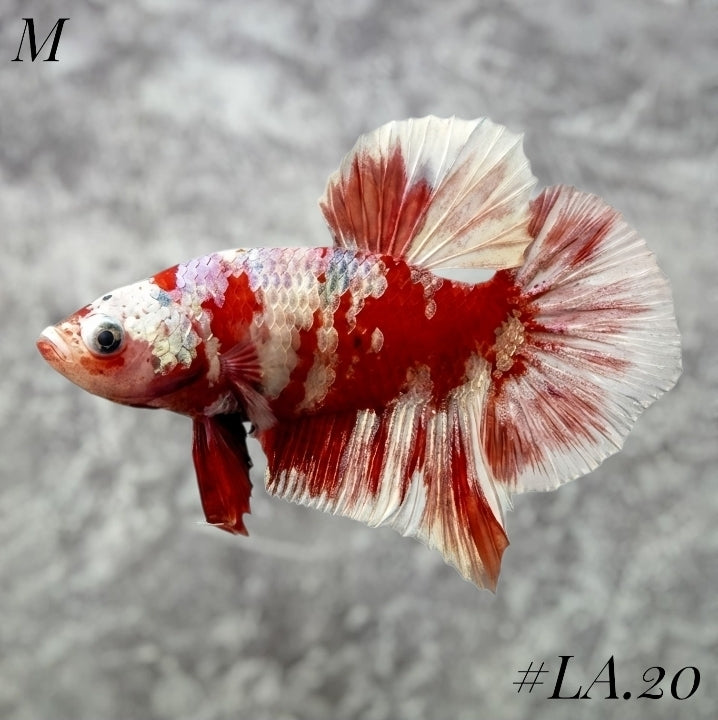 WHITE BARONGSAI PURPLE GALAXY HMPK MALE #LA.20