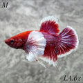 PURPLE LAVENDER BUTTERFLY DUMBO EARS HMPK MALE #LA.62