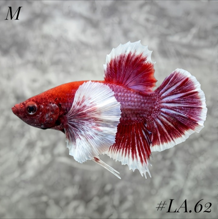 PURPLE LAVENDER BUTTERFLY DUMBO EARS HMPK MALE #LA.62