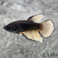RARE AVATAR BLACK BANANA HALFMOON FEMALE #LA.180