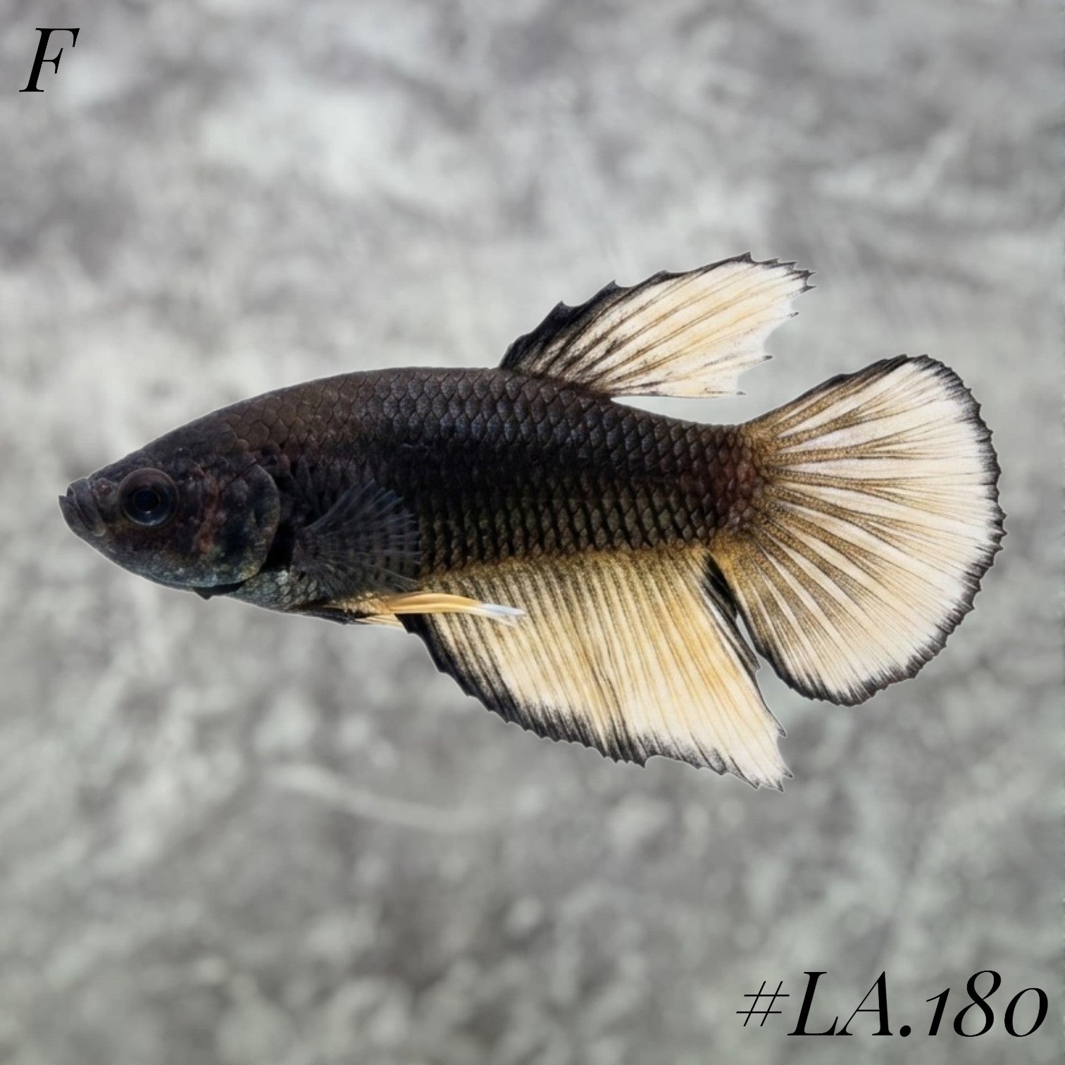 RARE AVATAR BLACK BANANA HALFMOON FEMALE #LA.180