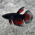 BLACK VAMPIRE HALFMOON FEMALE LA.119