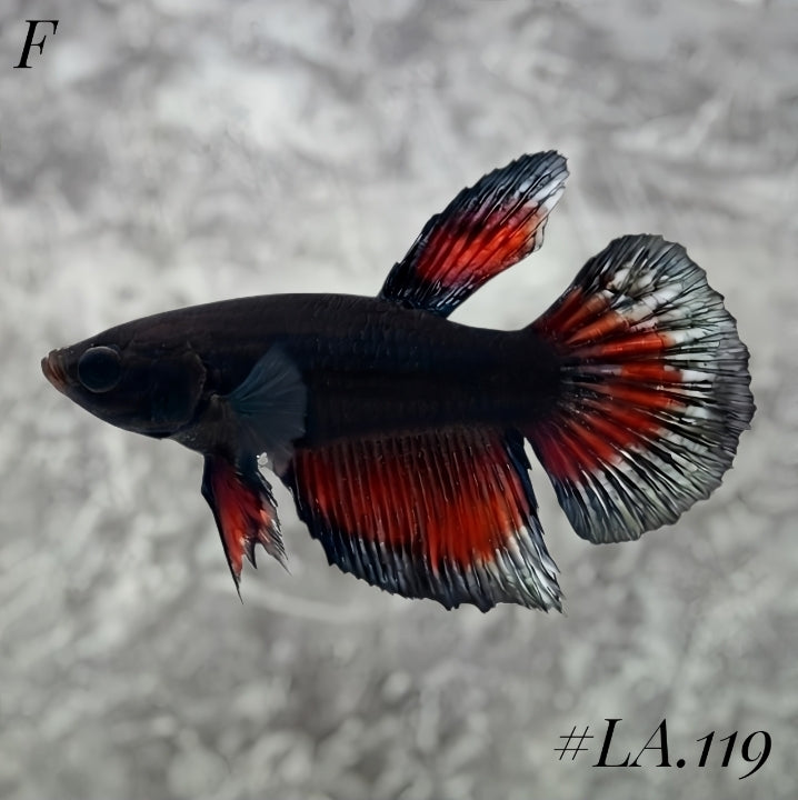 BLACK VAMPIRE HALFMOON FEMALE LA.119