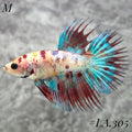 MULTICOLOR NEMO RED GALAXY CROWNTAIL MALE #LA.305