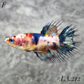 MULTICOLOR ORANGE TIGER GALAXY CROWNTAIL MALE #LA.212