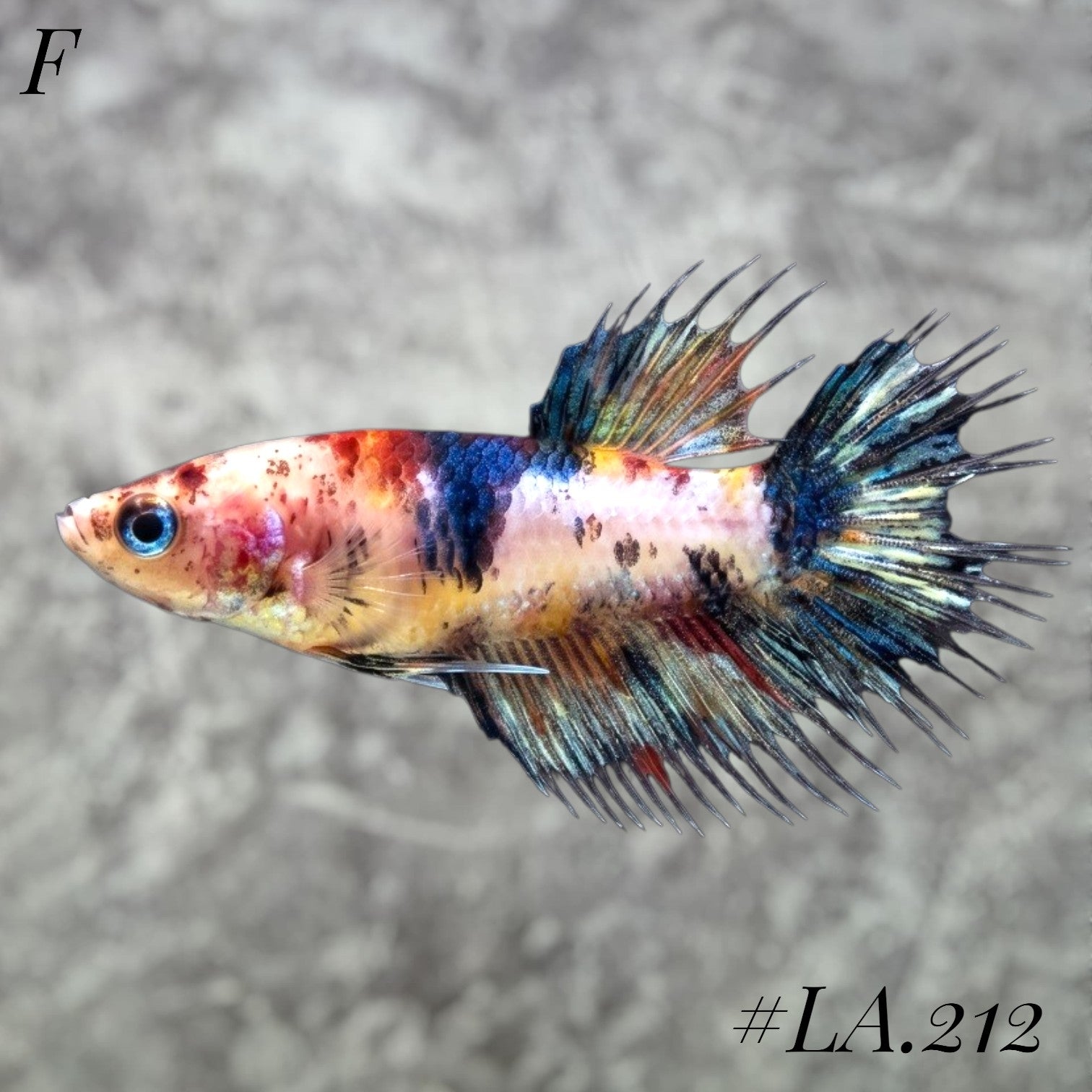 MULTICOLOR ORANGE TIGER GALAXY CROWNTAIL MALE #LA.212