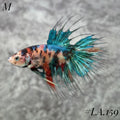 CROWNTAIL MULTICOLOR GREEN STAR NEMO MALE #LA.159