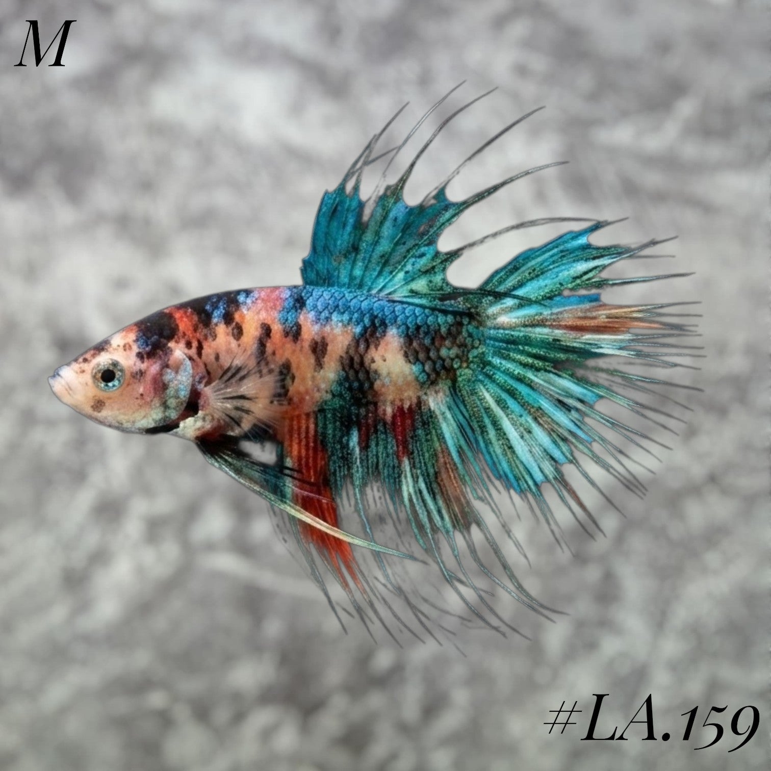 CROWNTAIL MULTICOLOR GREEN STAR NEMO MALE #LA.159