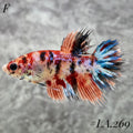 MULTICOLOR LEOPARD ORANGE GALAXY  CROWNTAIL FEMALE  #LA.269