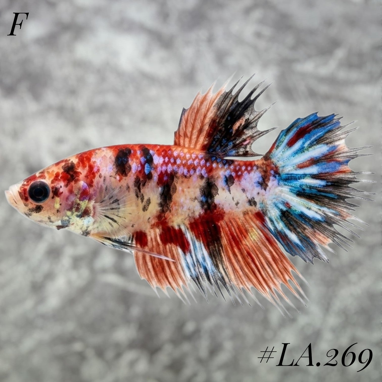 MULTICOLOR LEOPARD ORANGE GALAXY  CROWNTAIL FEMALE  #LA.269