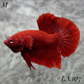 SOLID SUPER RED HMPK MALE #LA.107