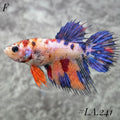 MULTICOLOR NEMO GALAXY FULL EGG CROWNTAIL FEMALE #LA.241
