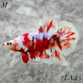 WHITE BARONGSAI PURPLE GALAXY HMPK MALE #LA.45