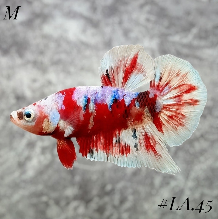 WHITE BARONGSAI PURPLE GALAXY HMPK MALE #LA.45