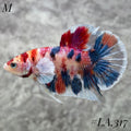 MULTICOLOR CANDY NEMO GALAXY BABY DUMBO EARS MALE #LA.317