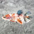 MULTICOLOR ORANGE TIGER GALAXY CROWNTAIL FEMALE #LA.235