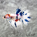 MULTICOLOR BLUE TIGER GALAXY CROWNTAIL MALE #LA.228